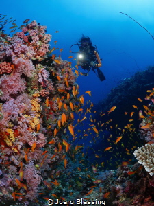 Reefscape and best Buddy ;-) by Joerg Blessing 